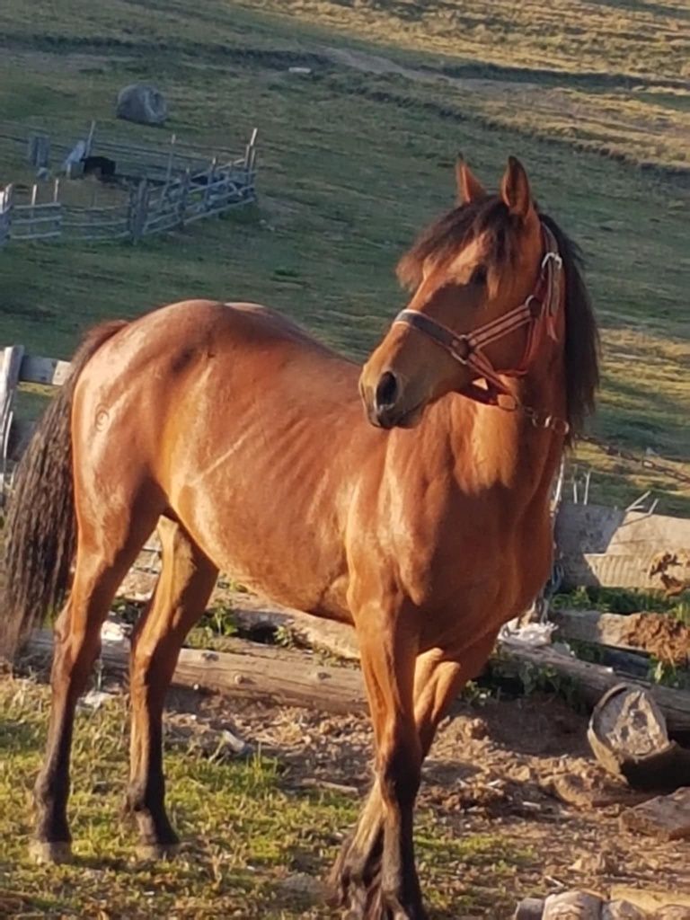Vând mânza  de 11 luni mai multe detalii  la telefon