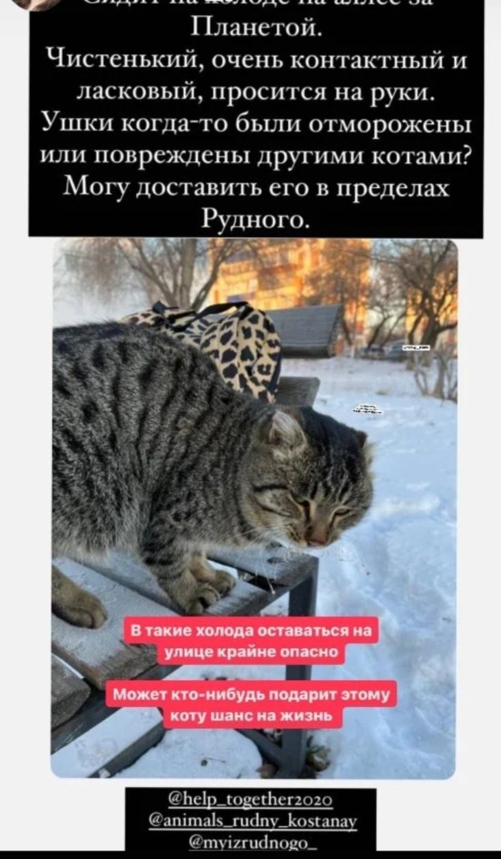 Отдам кота кошку