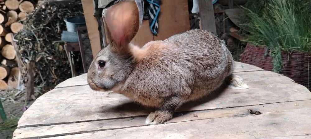 Uriasi germani si fluture german masculi si femele detali in mesaj sa