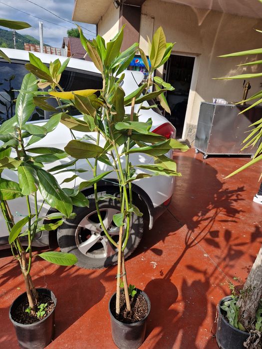 Magnolia grandiflora