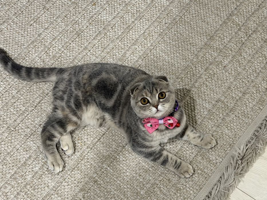 Продам кошку с комплектом