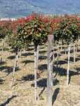 Vând Photinia pentru gard viu – Calitate premium, livrare rapidă