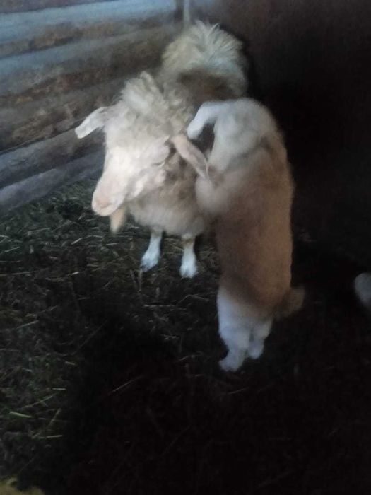 Продам козу и две козочки