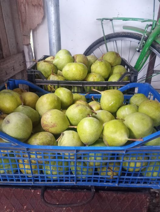 Pere de iarnă,de vânzare