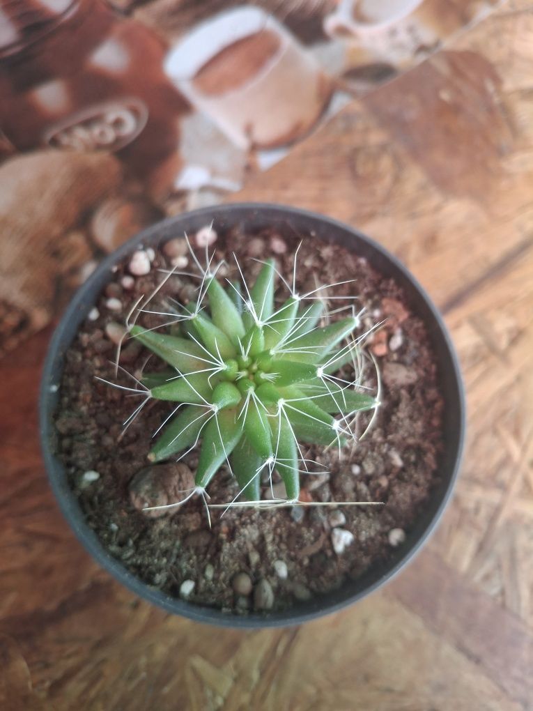 Vand pui de cactusi .10 lei bucata.