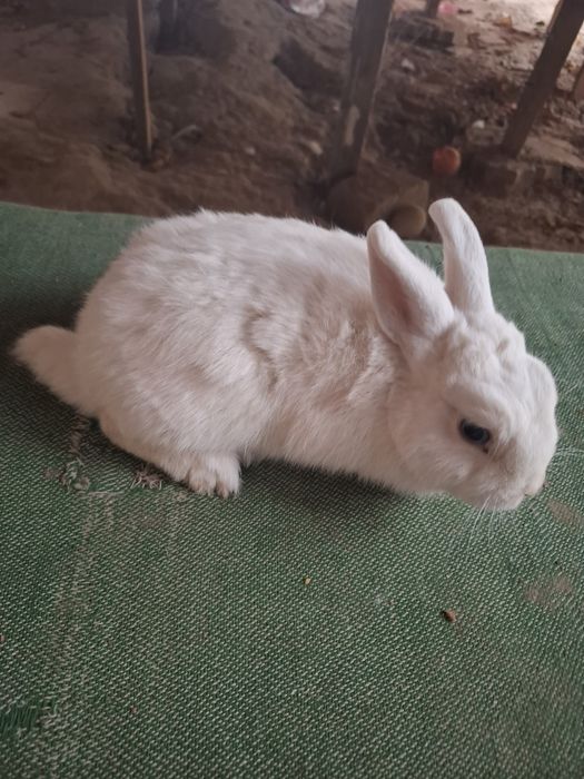 Germelin sames 5 oyli