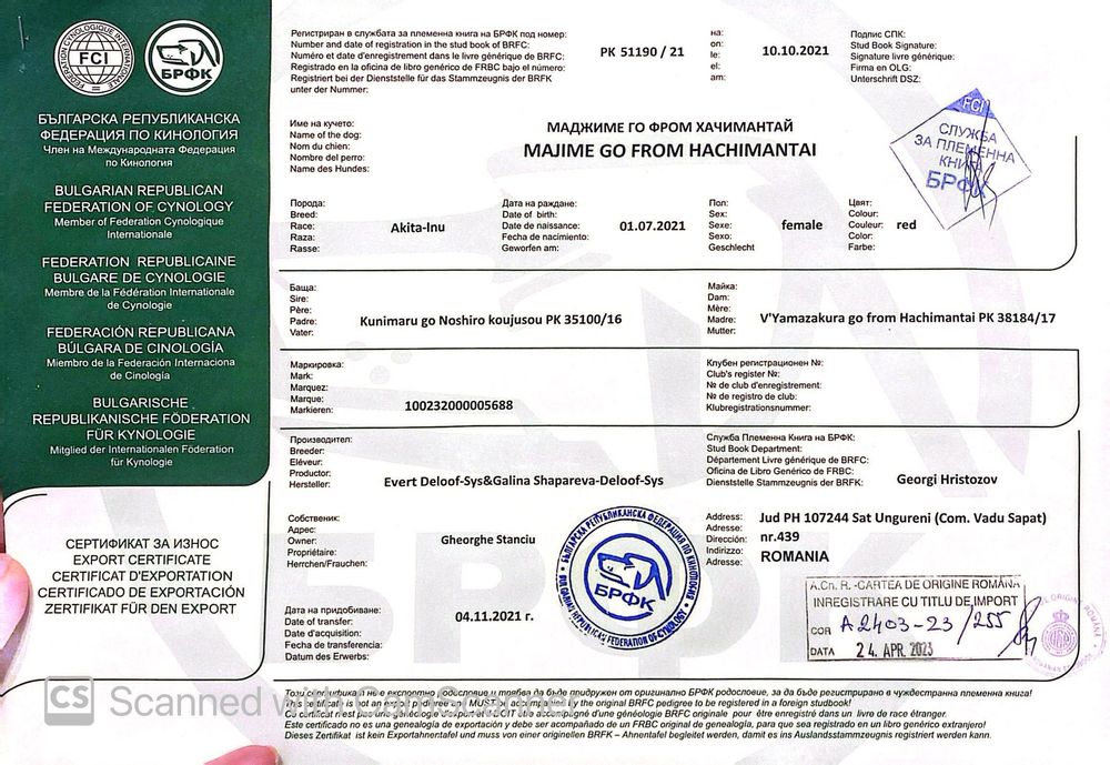 Akita Inu cu pedigree – Cuibul „I” | Tată import Japonia