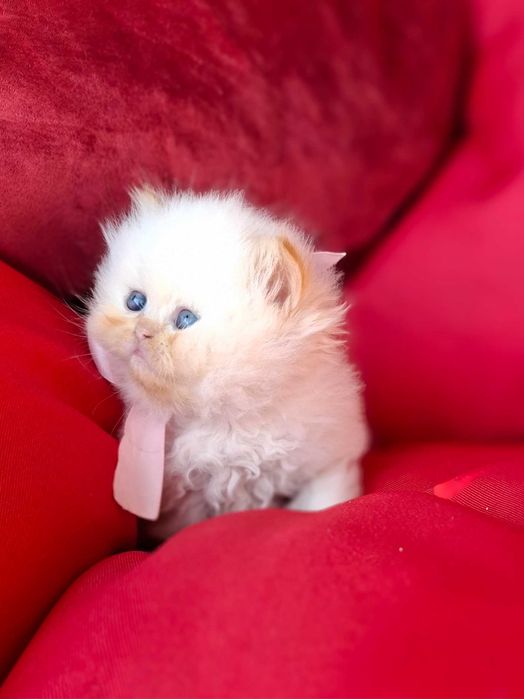 Персийски (хималайски)котенца!