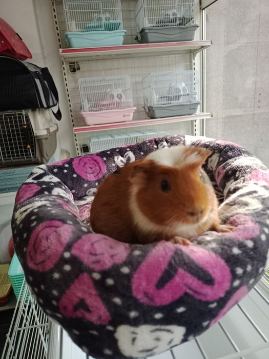 Продаются морские свинки