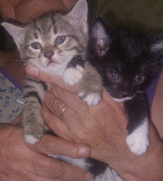 Бесплатно котята
