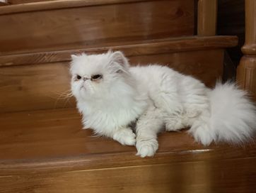 Мъжка персийска котка