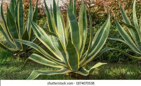 Agave cu frunze variegate foarte exotica si decorativa