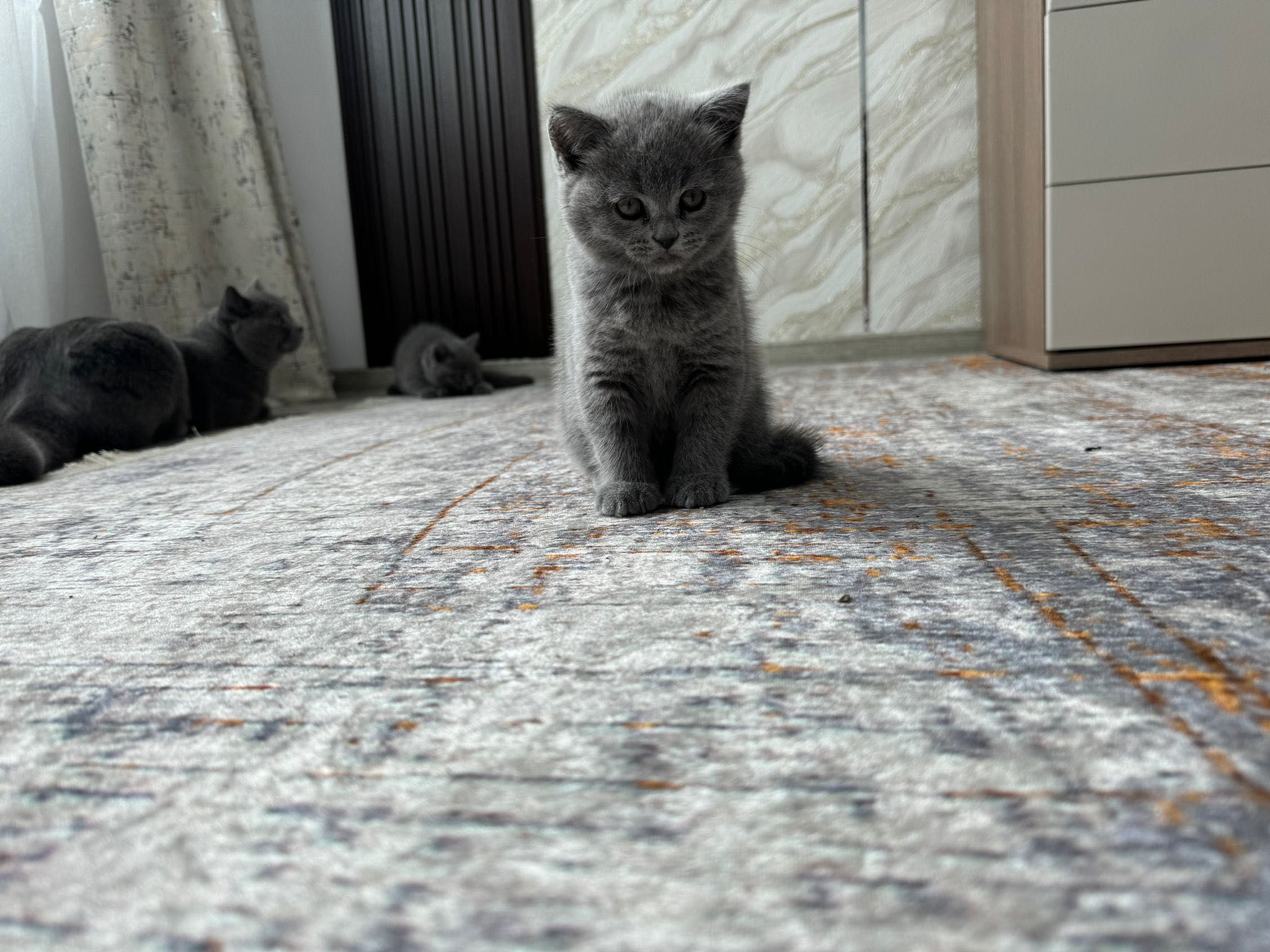 British Shorthair