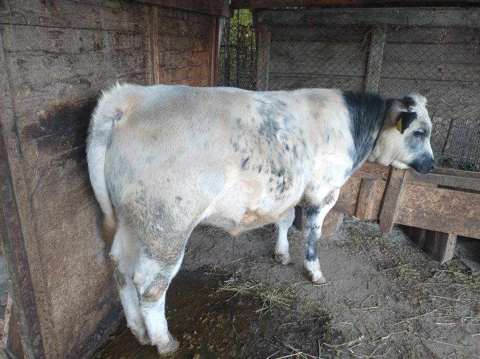 Vitel Albastru Belgian 6 luni jumate, peste 300kg