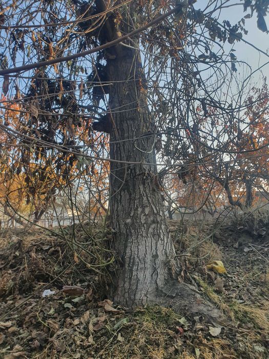 Yong‘oq daraxti sotiladi