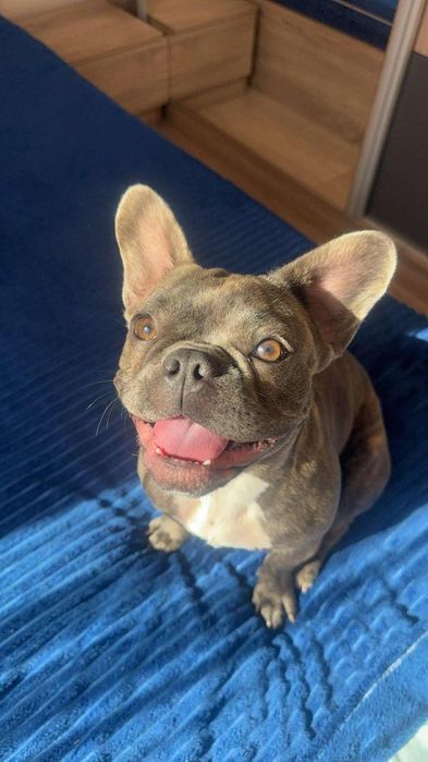 Продавам Френски булдог