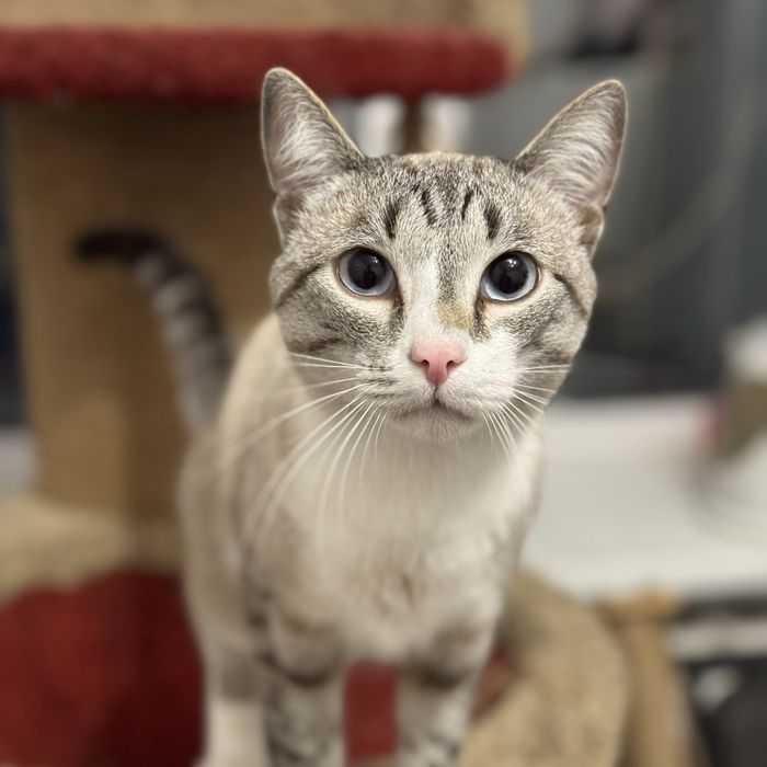 Кот Алишер ищет дом!