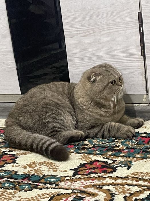 Skottish fold jigarrang laqabi yuq srochno sotiladi Navoi