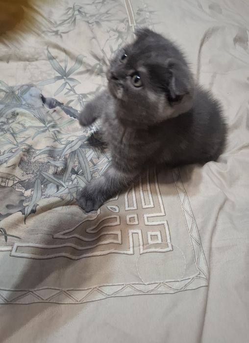 Продается котята фолд