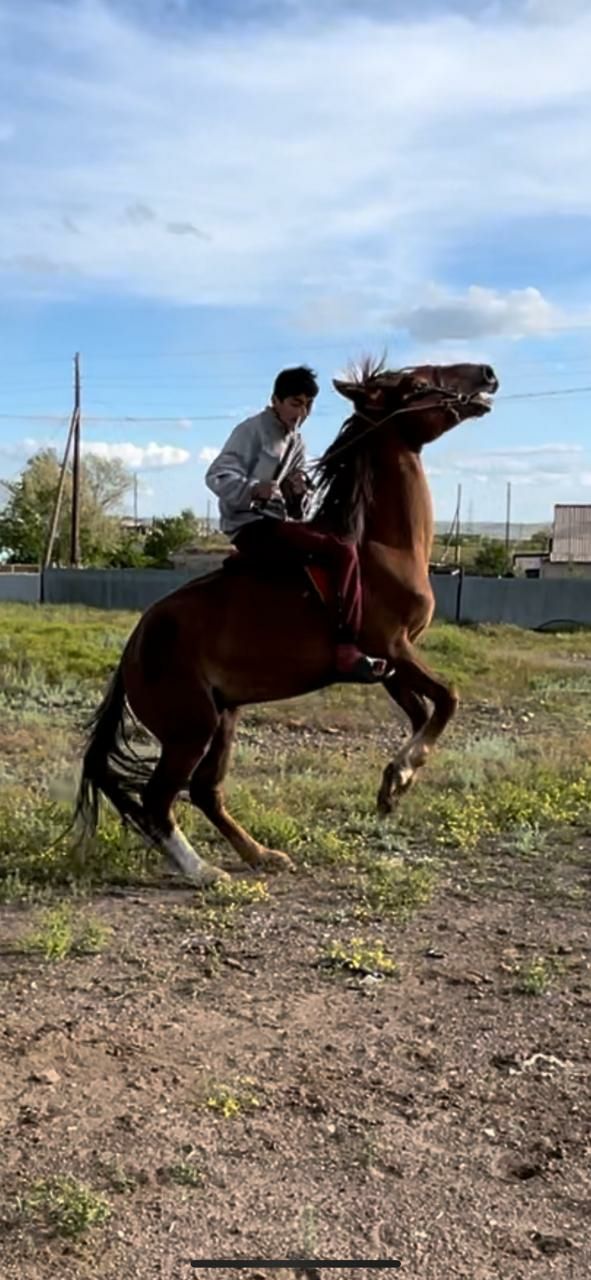 Лошадь жеребец 4 года