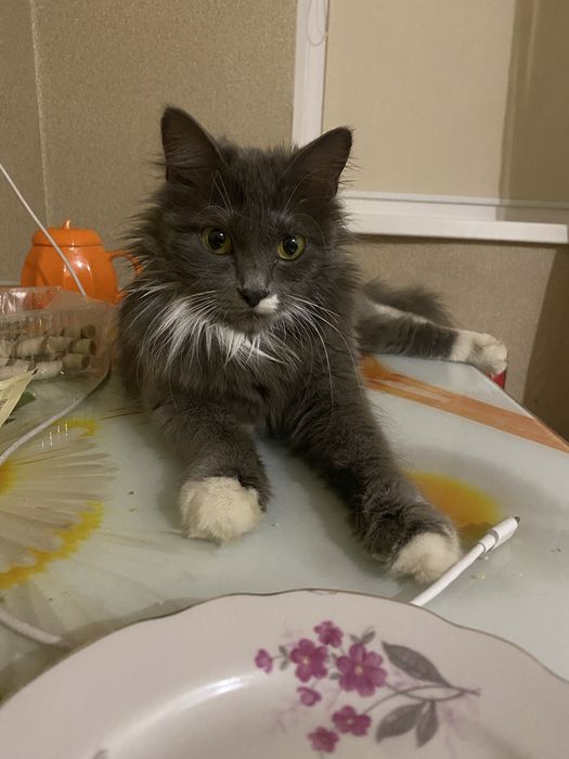 Отдам кошечку бесплатно