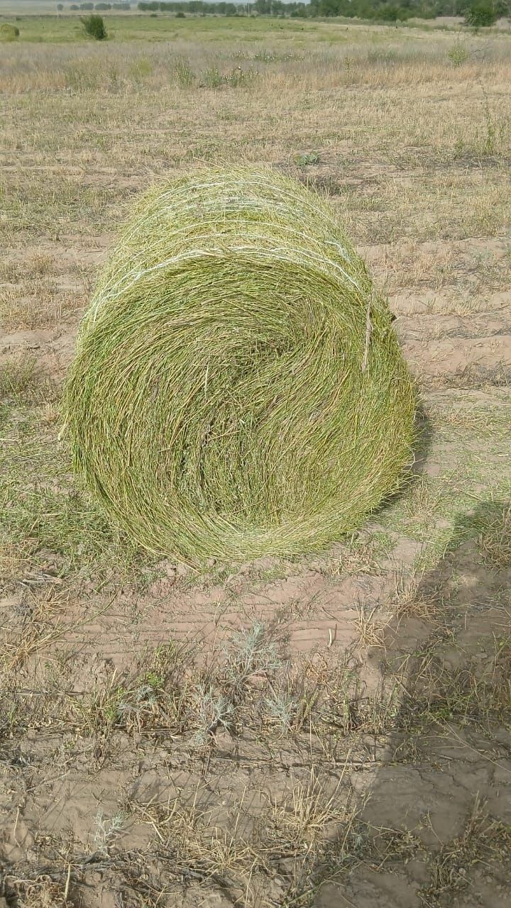 Продам сено, люцерна