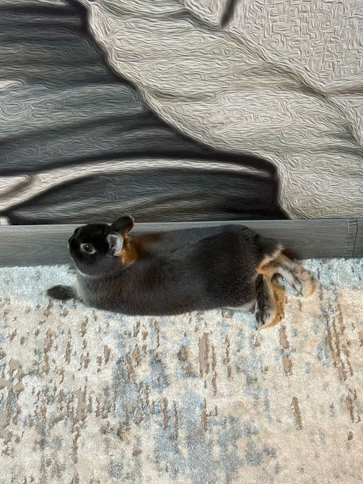 Нидерландский кролик