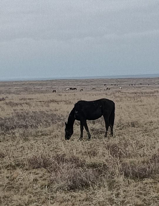 1.5 жасар. Еркек.