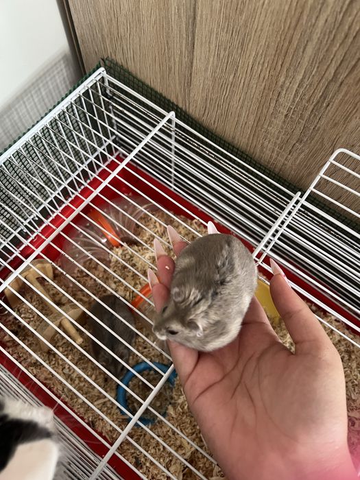 2 hamsteri + accesorii