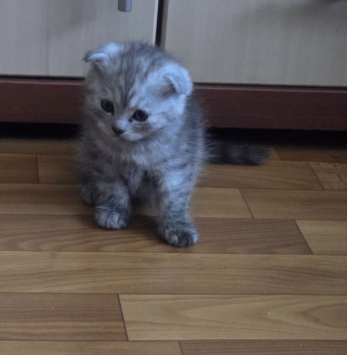Шотланский веслохий котчта