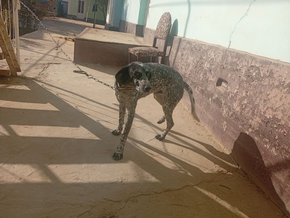 Dalmatin it sotiladi 500.000