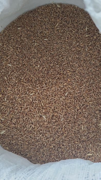 Grau orz  sau floarea soarelui calitate garantată