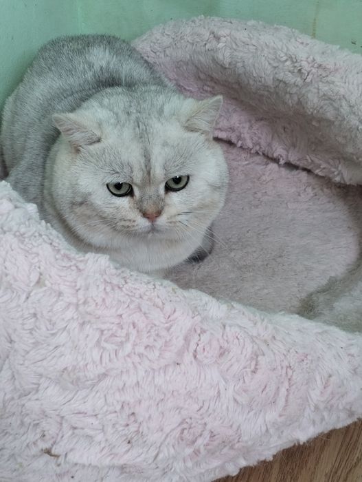 Кошки британской и шотландской породы
