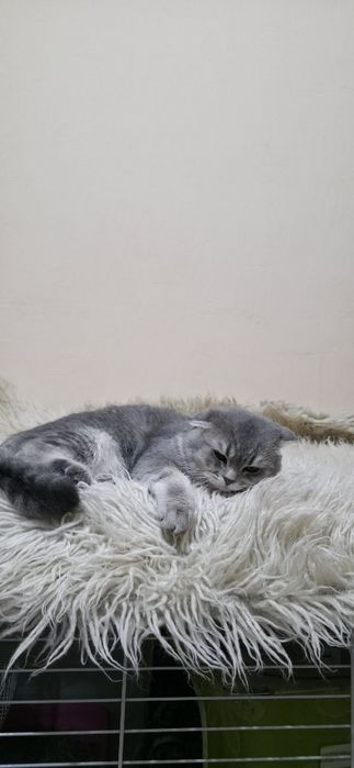 Prodayotsya Chistakrovniy paren