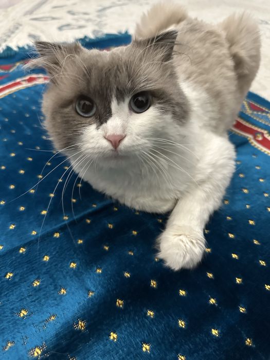 Кот. Порода Рэгдолл. Мальчик. 3 года