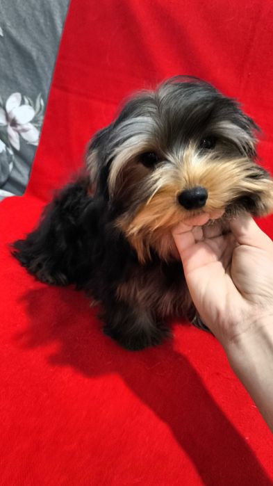 Клубные щенки Йорка!