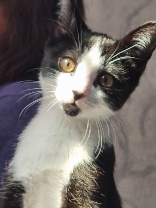 срочно отдам котёнка,мальчик