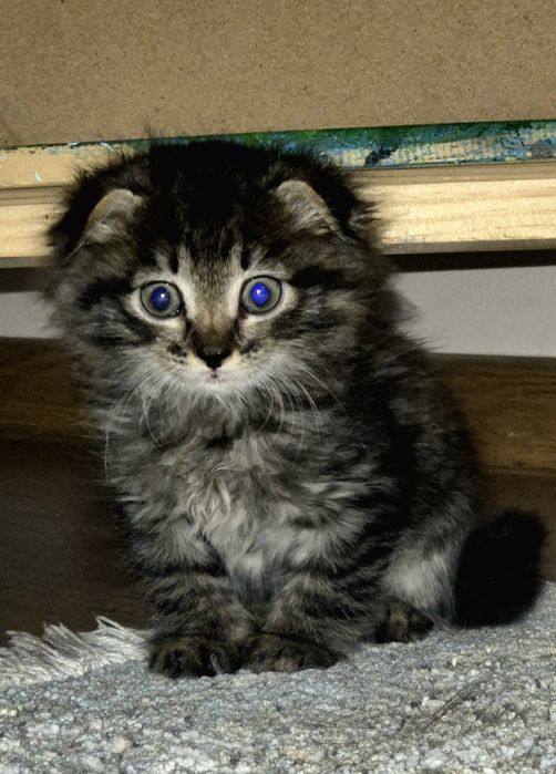 Котенок вислоухий шотландский отдам в хорошие руки,девочка.