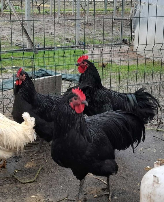 Vand cocosi australorp 2025