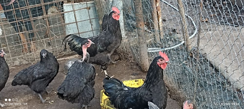 Gâște și cocosi Australorp  din 2025  iunie