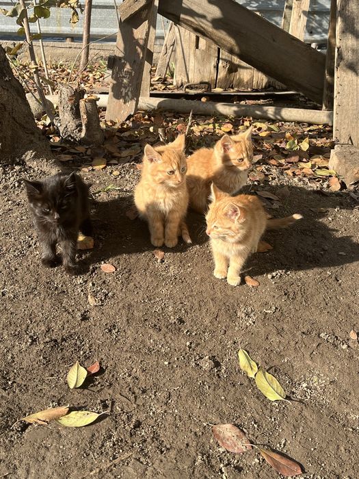 Отдам  котят в хорошие руки