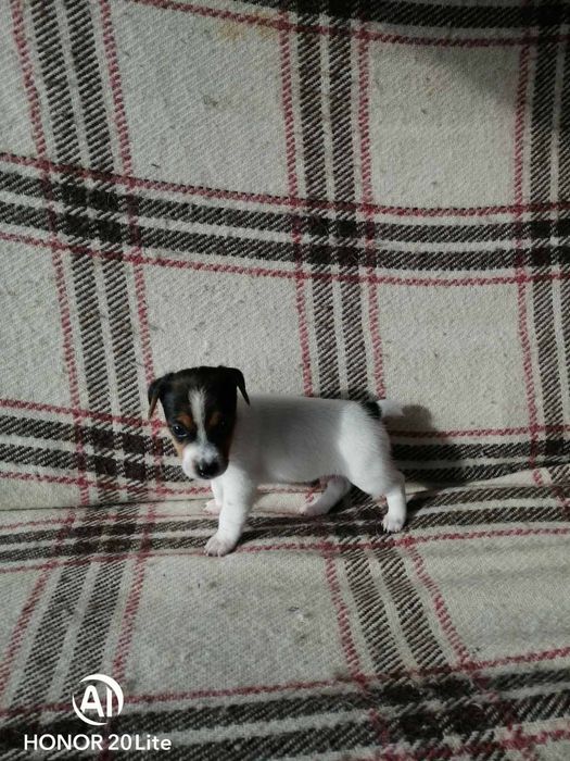 Продавам малки джак ръсел териери