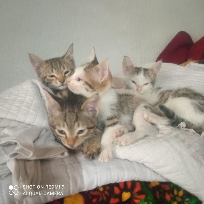 Кошки домашные четыре