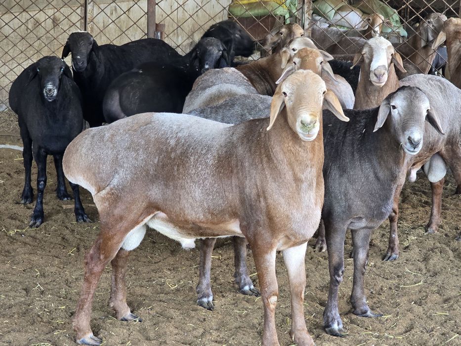 Arashan zotli qo’ylar Sotiladi kg. 80.000. Dan