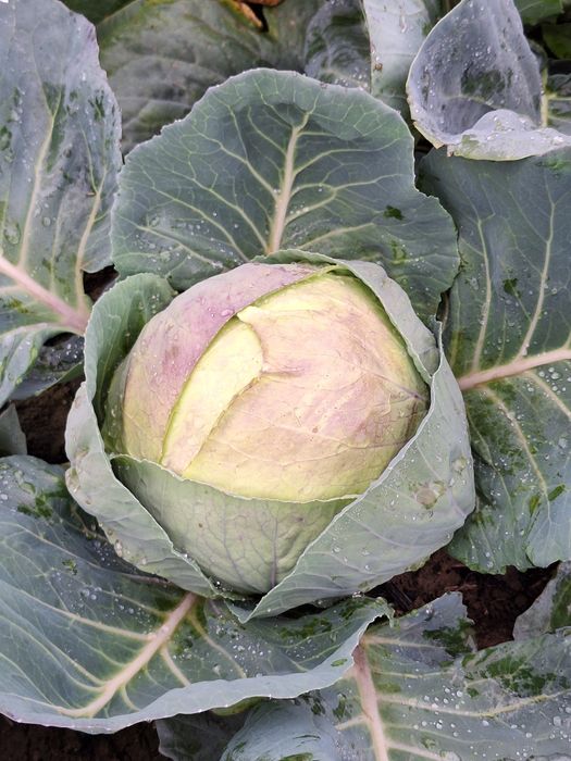 Varza alba,varza rosie