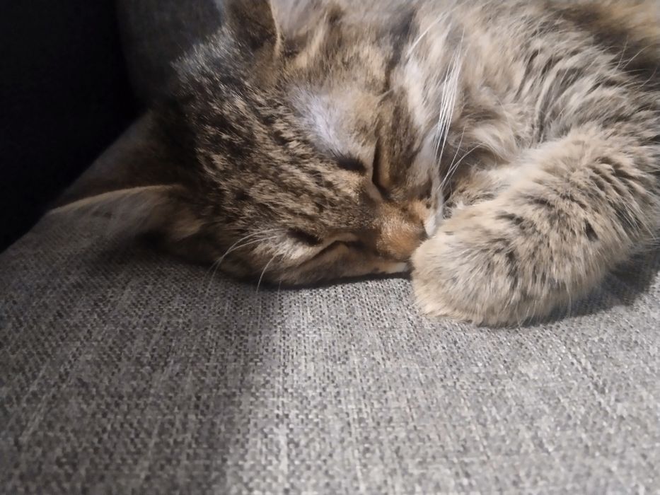 КОТ.нашала на улице не могу оставит себе