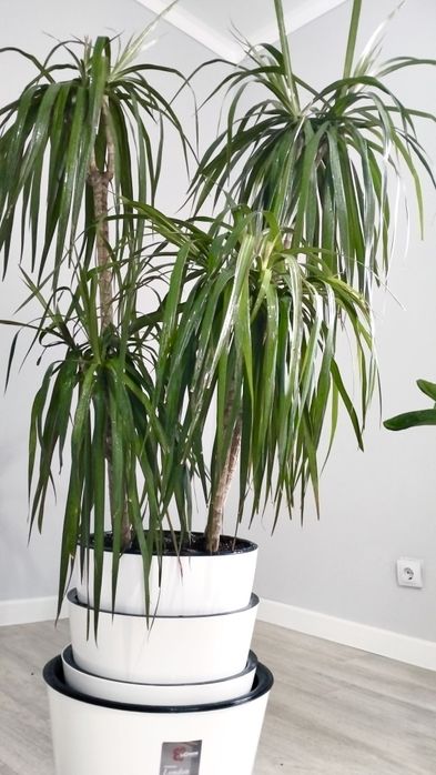 Продам Драцена Маргината