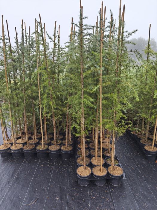 Хималайски кедър