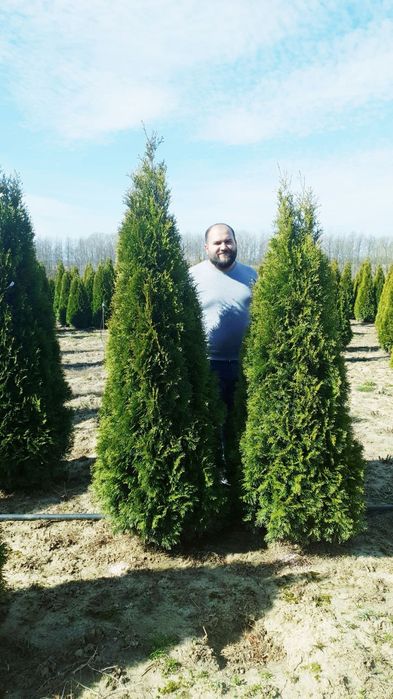 Tuia smaragd mai multe dimensiuni