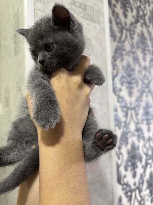 Продается котенок скоттиш страйт мальчик